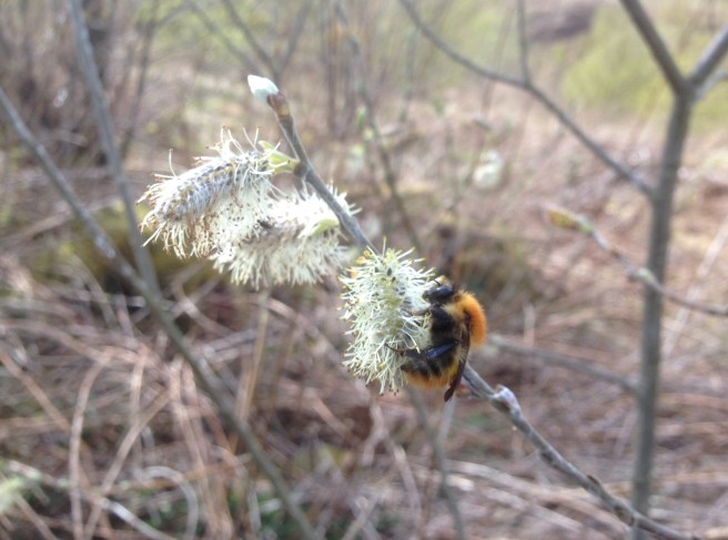 Pussy willow bee